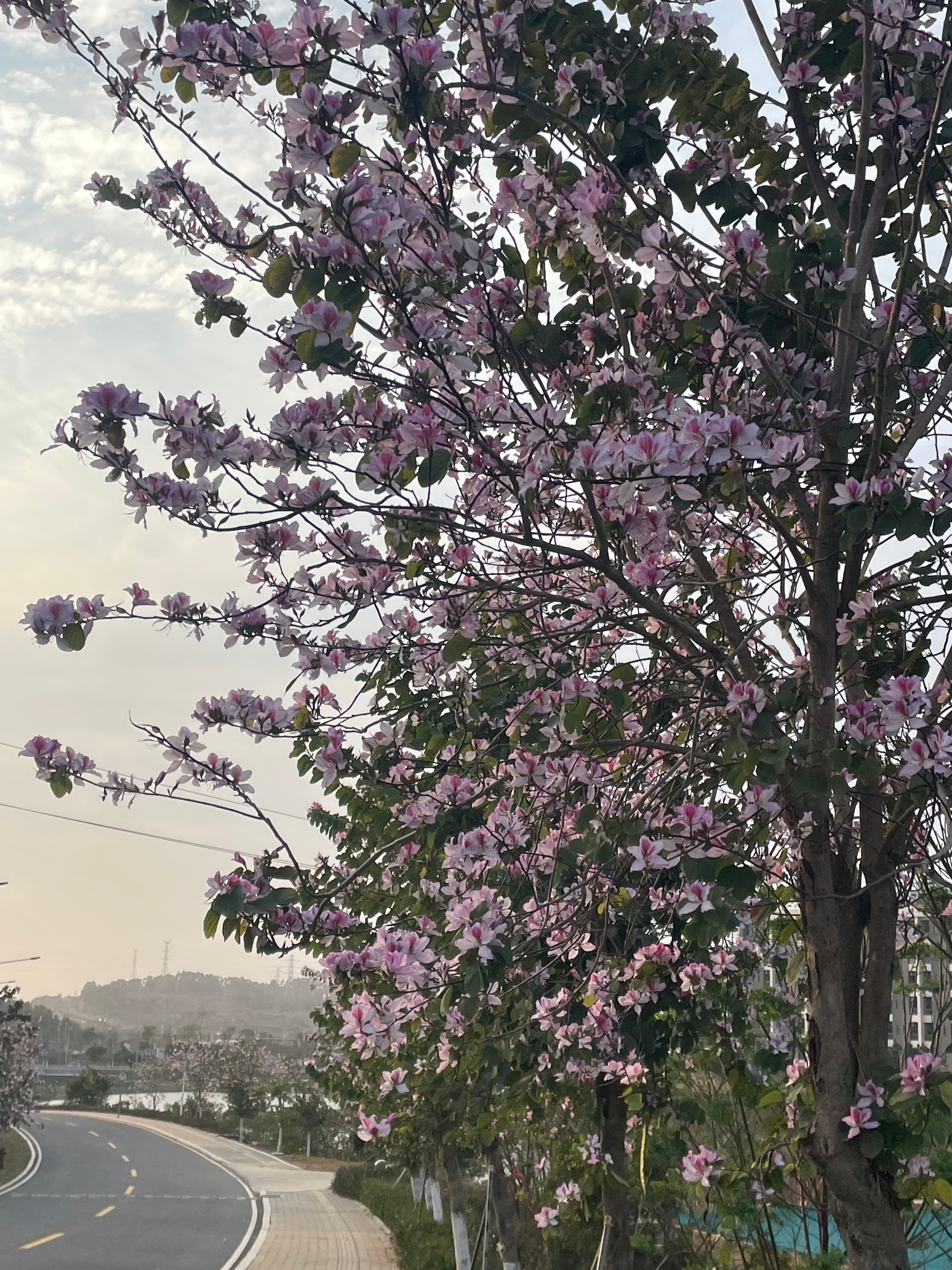 IMG_2869.jpeg
